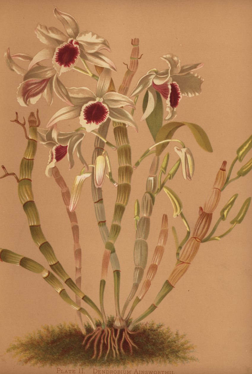 Ainsworths हाइब्रिड dendrobium ऑर्किड, Dendrobium x ainsworthii द्वारा अज्ञात