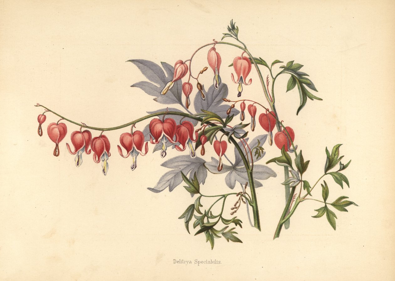 एशियाई खून बह रहा दिल, Lamprocapnos spectabilis (Delitrya spectabilis) द्वारा अज्ञात