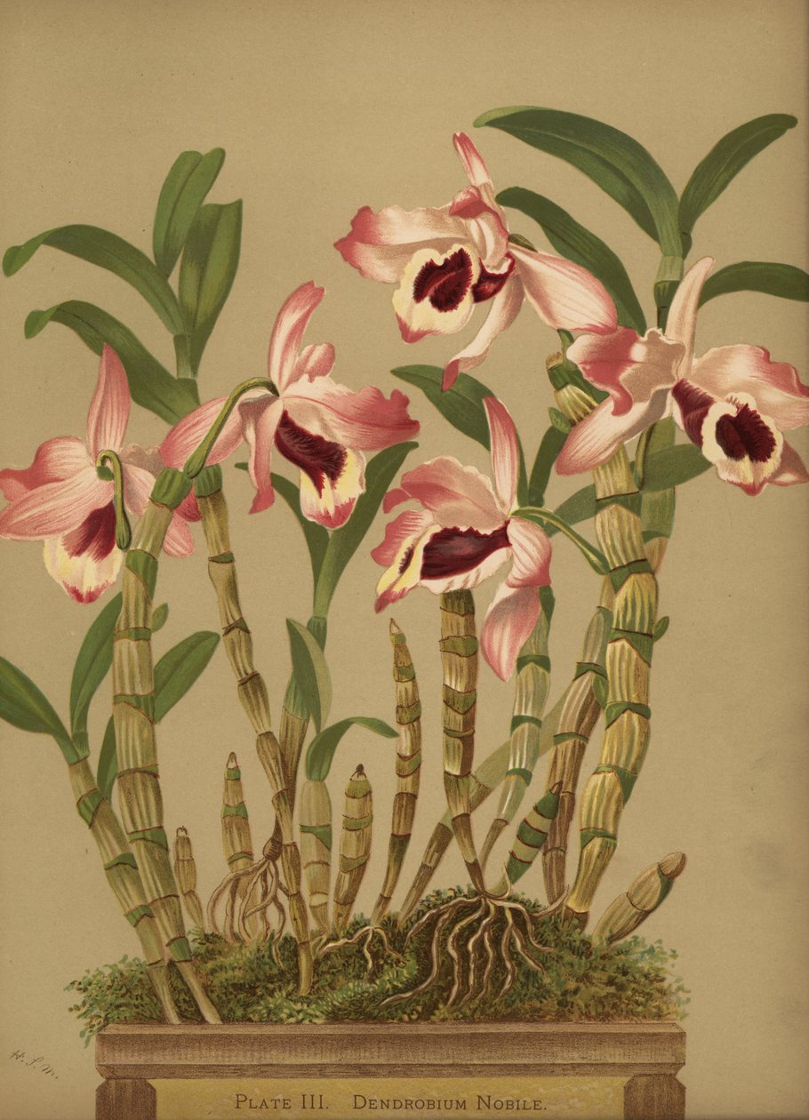 नोबल Dendrobium आर्किड, Dendrobium Nobile द्वारा अज्ञात