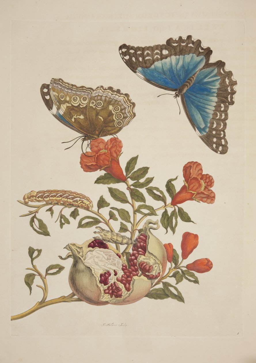 Surinamensium से कीट Metamorphosis प्लेट 9 मारिया सिबिला मेरियन द्वारा, 1705 द्वारा अज्ञात