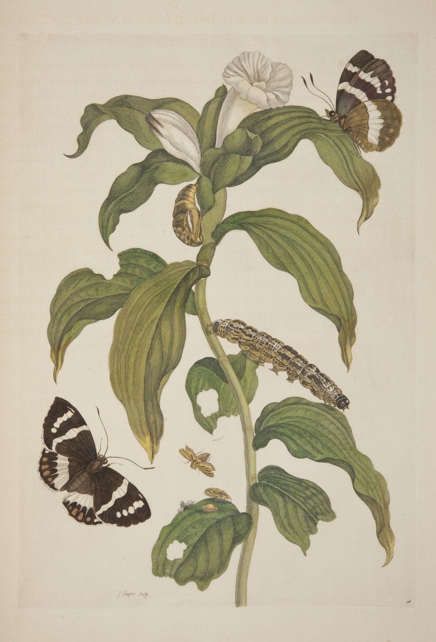 Surinamensium से कीट Metamorphosis प्लेट 26 मारिया सिबिला मेरियन द्वारा, 1705 द्वारा अज्ञात