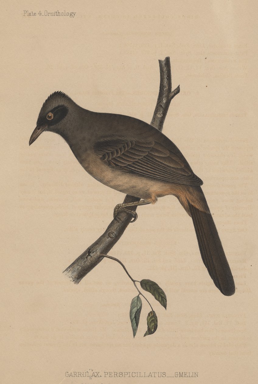 गेरूलैक्स पर्स्पिसिलैटस (गेलिन), 1855 द्वारा अमेरिकी स्कूल