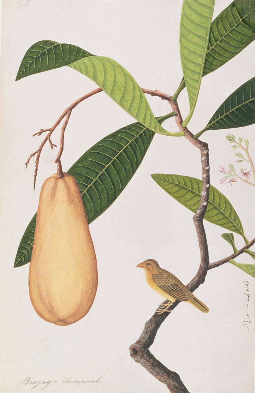मलाया से पक्षियों के चित्र से, बया बुनकर, c.1805-18 (कागज पर wc) द्वारा चीनी स्कूल