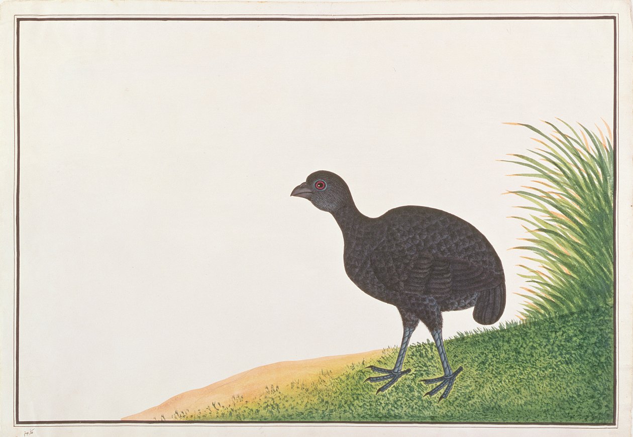 मलक्का से पक्षियों के चित्र से काला कण, c.1805-18 (कागज पर wc) द्वारा चीनी स्कूल