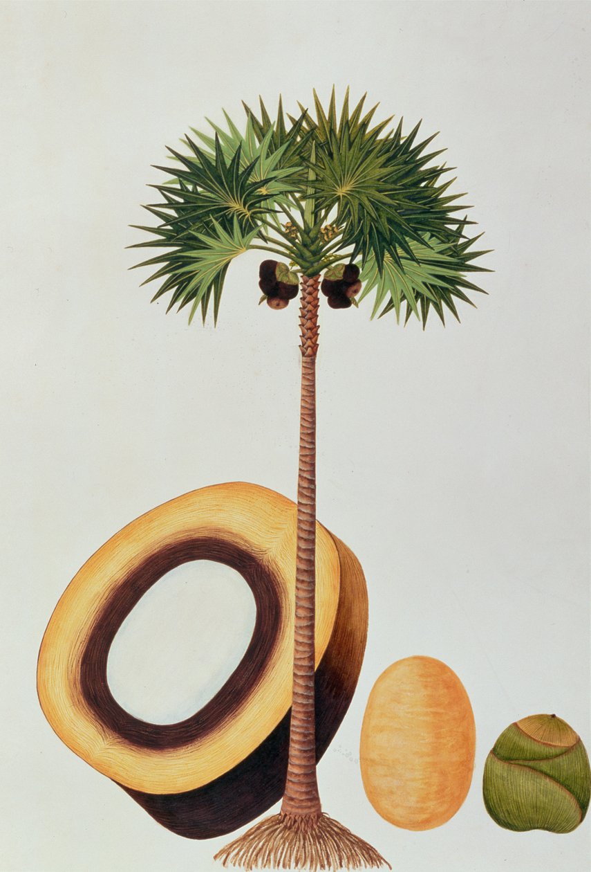 बोआ लोंटार या पल्मीरा बोरसस, मलक्का से पौधों के चित्र से, c.1805-18 (कागज पर wc) द्वारा चीनी स्कूल