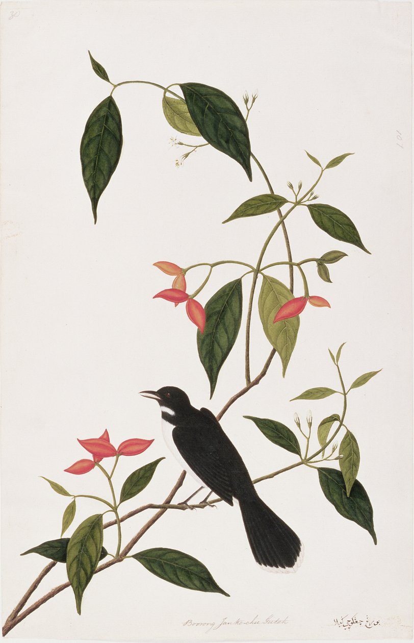मलक्का से पक्षियों के चित्रांकन से बोरिंग जानके-ची गुट, c.1805-18 (कागज पर wc) द्वारा चीनी स्कूल