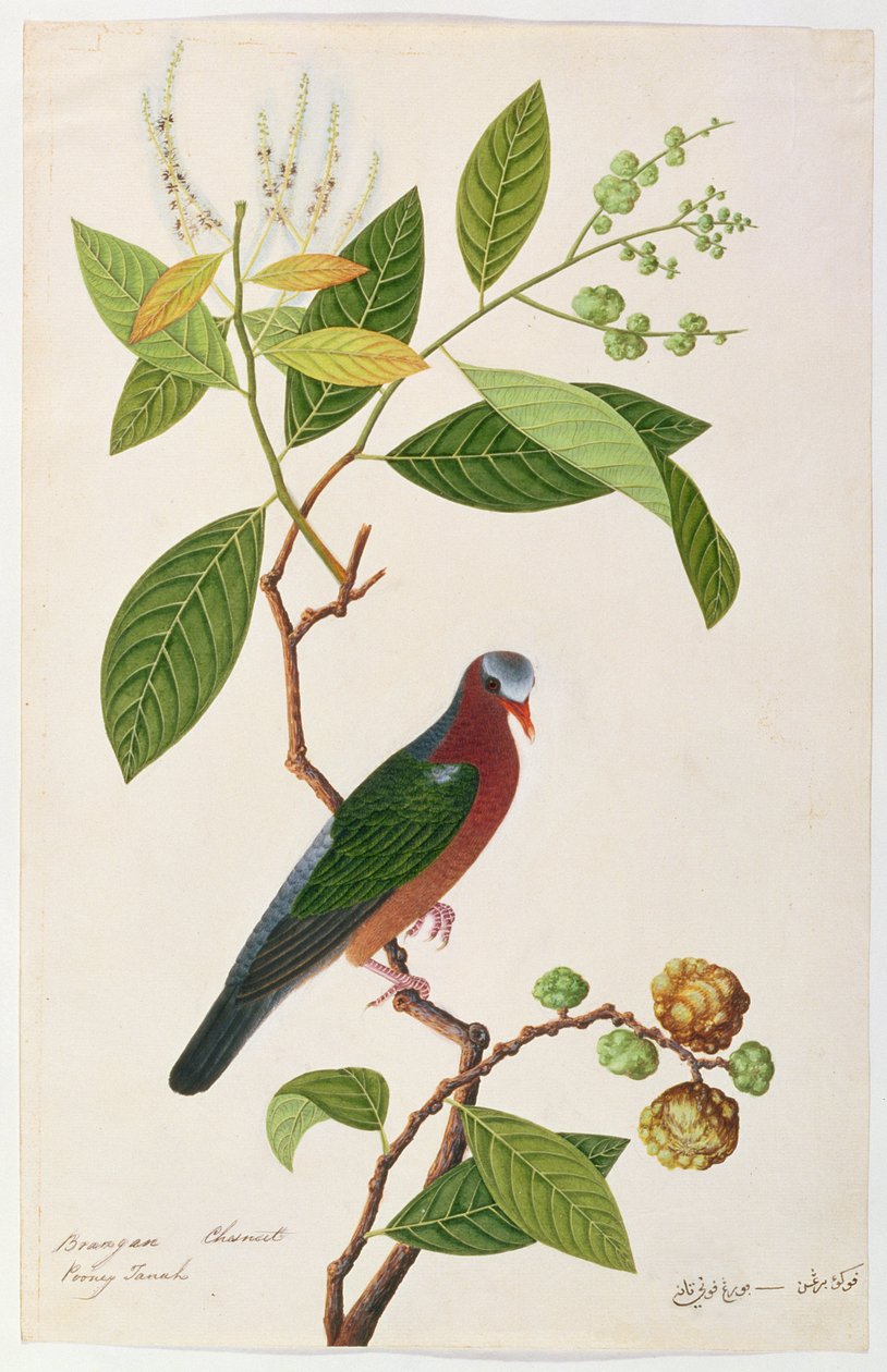 ब्रानगन चेस्टनट, पॉन्नी तनाह, मलक्का से पक्षियों के चित्र, c.1805-18 (कागज पर wc) द्वारा चीनी स्कूल