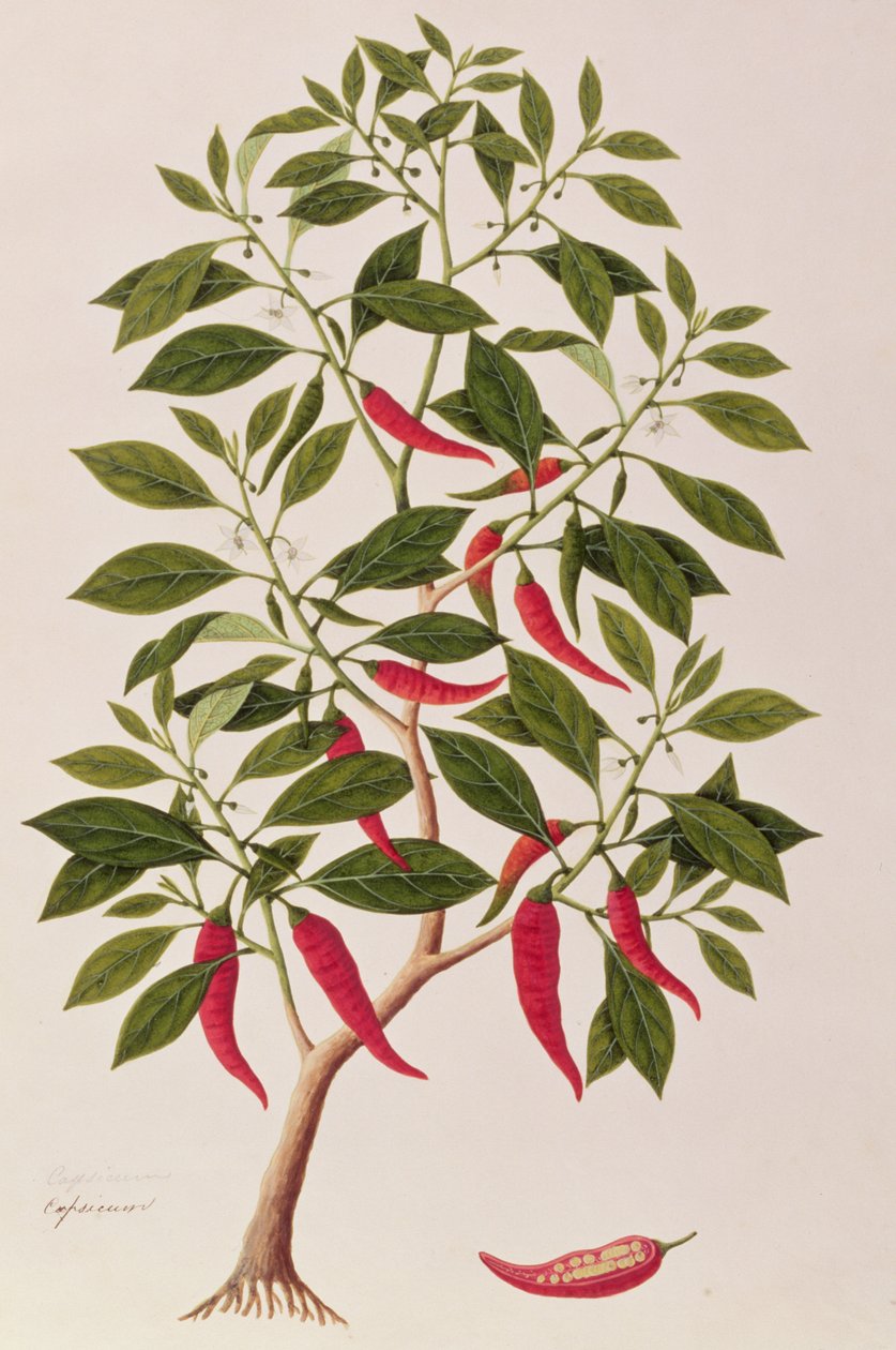 मिर्च या शिमला मिर्च, मलक्का से पौधे का चित्र, c.1805-18 (कागज पर wc) द्वारा चीनी स्कूल