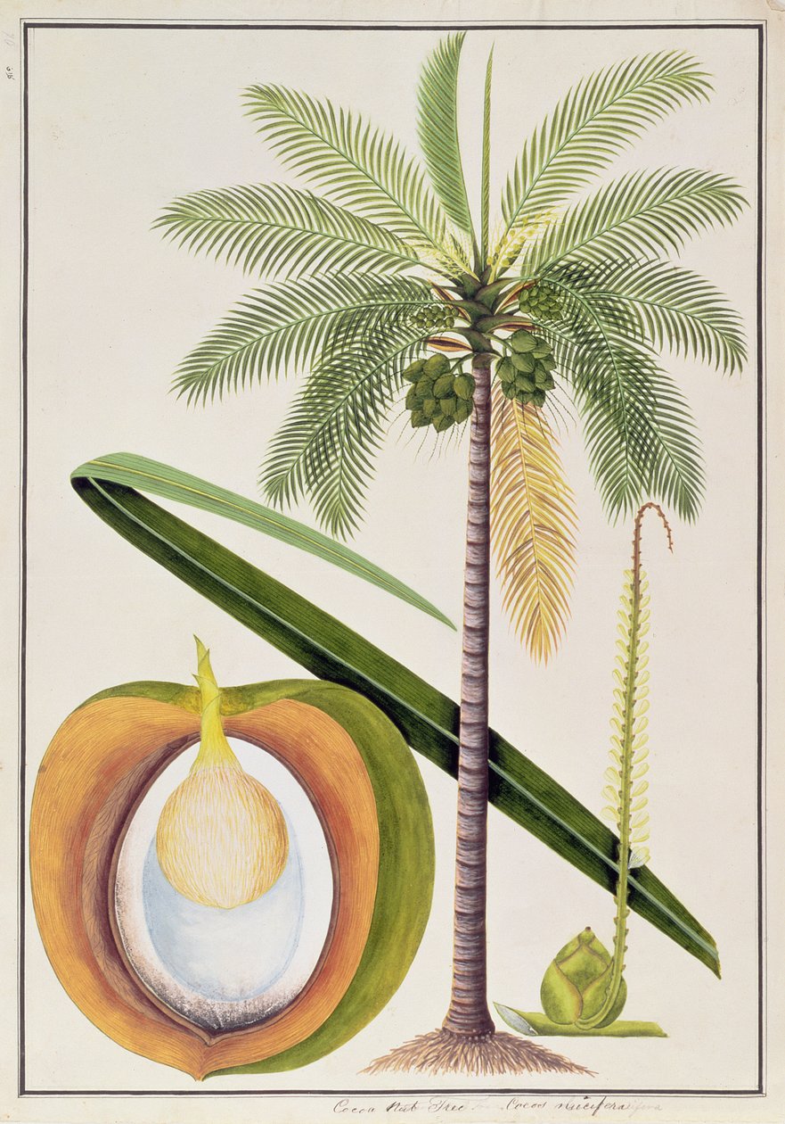 कोको नट ट्री, मलक्का से पौधों के चित्र से, c.1805-18 (कागज पर wc) द्वारा चीनी स्कूल