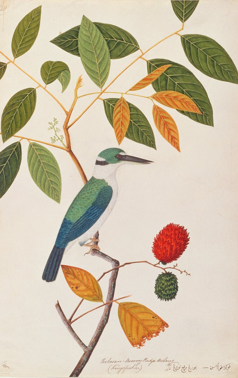 मलक्का से पक्षियों के चित्र, C.1805-18 (कागज पर wc) से कॉलर किंगफिशर द्वारा चीनी स्कूल