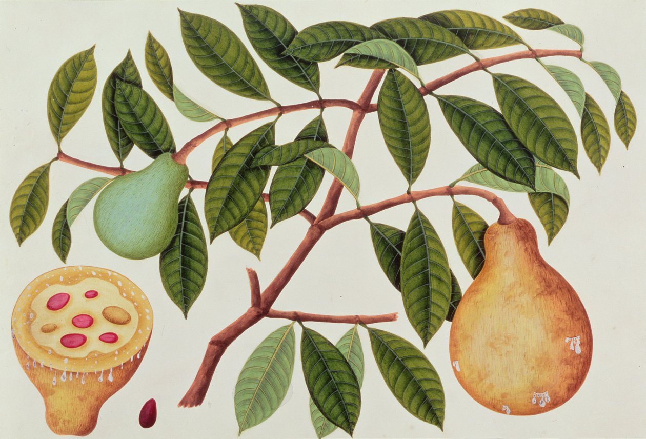 फल, मलक्का से पौधों के चित्र से, c.1805-18 (कागज पर wc) द्वारा चीनी स्कूल
