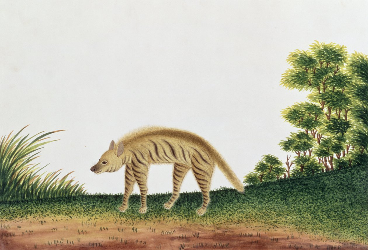 हैना, मलाका से पशु, कीड़े और सरीसृप के चित्र, c.1805-18 (कागज पर wc और gache) द्वारा चीनी स्कूल