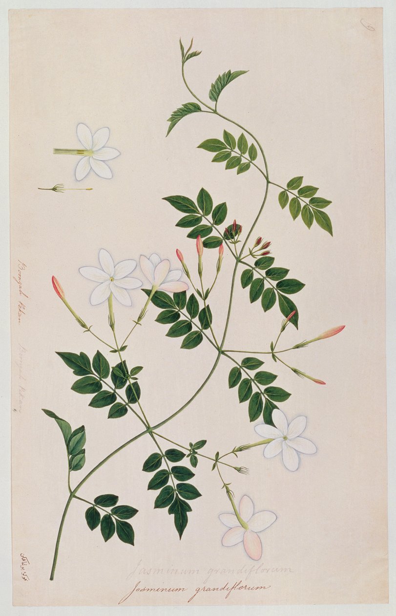 मलक्का से पौधों के चित्र से, जैस्मीनियम ग्रैंडफ्लोरम, c.1805-18 (कागज पर wc) द्वारा चीनी स्कूल