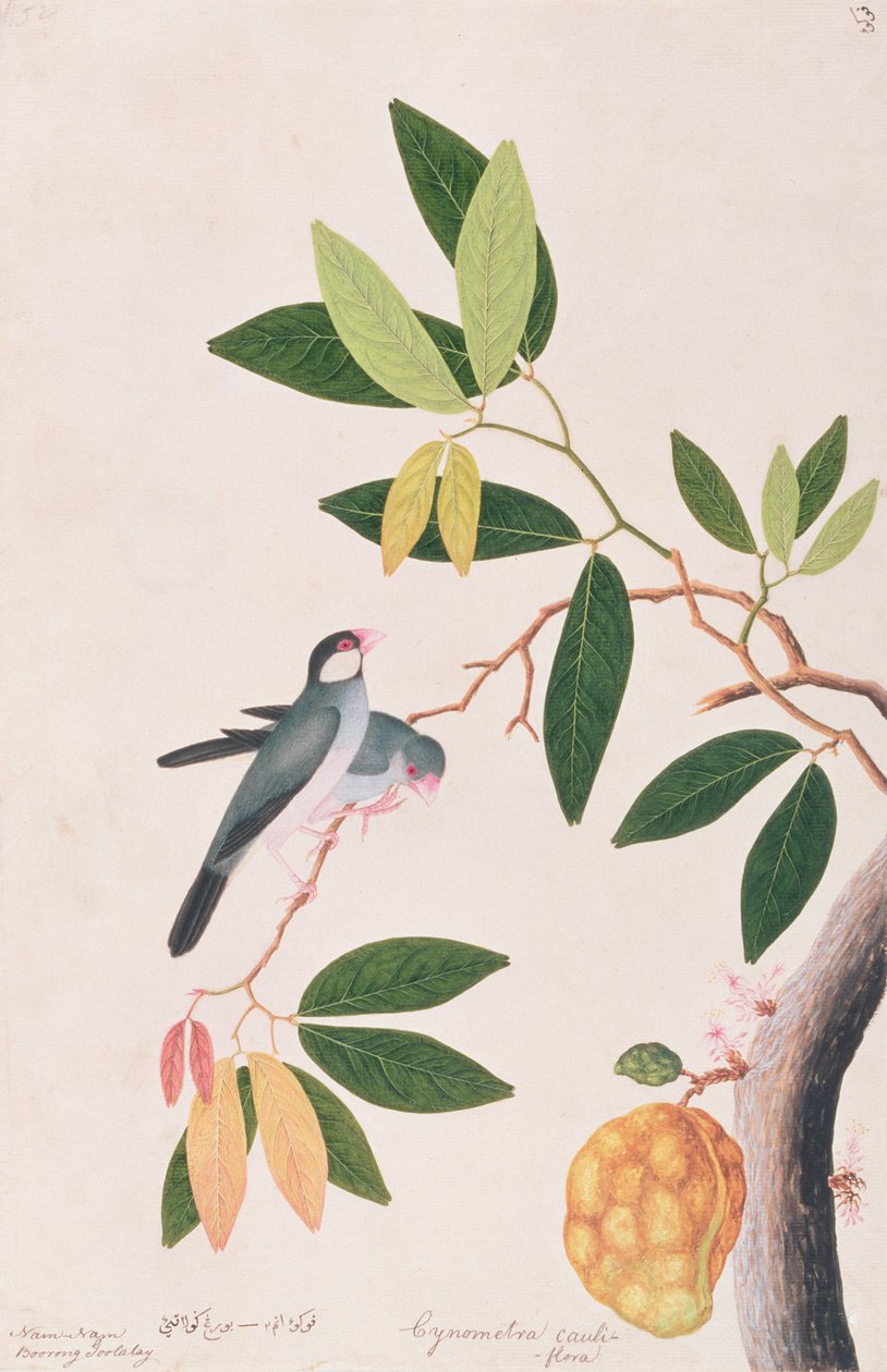जावा स्पैरो, मलक्का से पक्षियों के चित्र से, c.1805-18 (कागज पर wc) द्वारा चीनी स्कूल