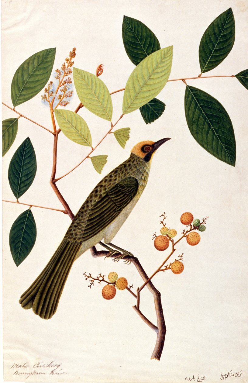 माता Cooching, Malacca से पक्षियों के चित्र से, c.1805-18 (कागज पर wc) द्वारा चीनी स्कूल