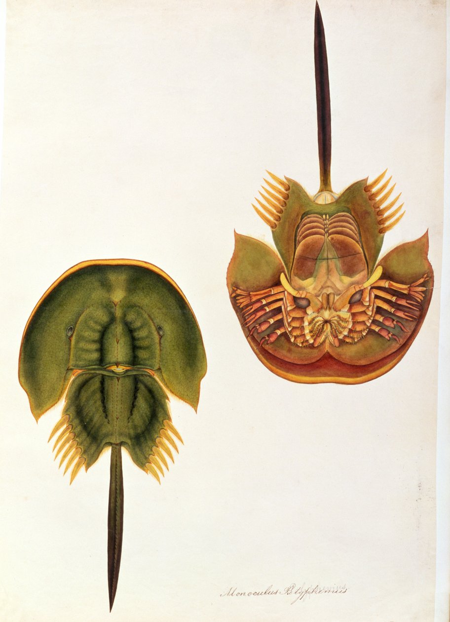 मलक्का से पशु, कीड़े और सरीसृपों के ड्रॉइंग से मोनोकुलस पॉलीफेमस, c.1805-18 (कागज पर wc और gouache) द्वारा चीनी स्कूल