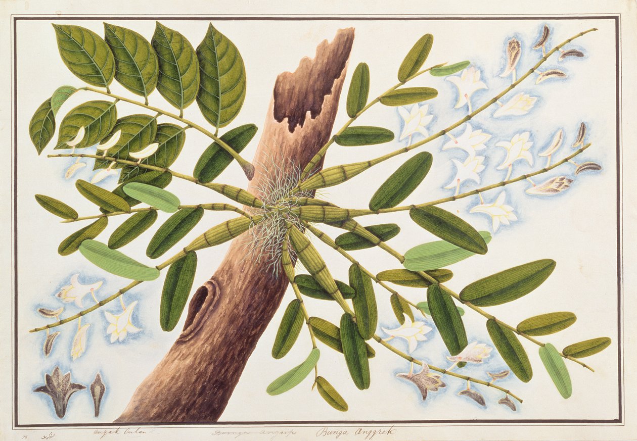 कबूतर के चित्र से कबूतर आर्किड, c.1805-18 (कागज पर wc) द्वारा चीनी स्कूल