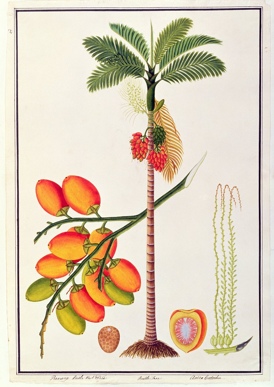 पिनांग बेटल नट ट्री, मलक्का से पौधों के चित्र से, c.1805-18 (कागज पर wc) द्वारा चीनी स्कूल