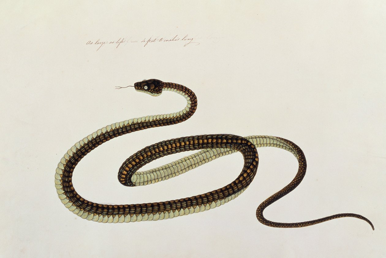 सांप, जानवरों, कीड़ों और सरीसृपों के मलक्का से, c.1805-18 (कागज पर गौचे और wc) द्वारा चीनी स्कूल