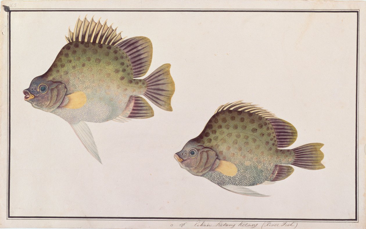 स्पॉट स्कैट, मलाका से मछलियों के चित्र, c.1805-18 (कागज पर wc) द्वारा चीनी स्कूल