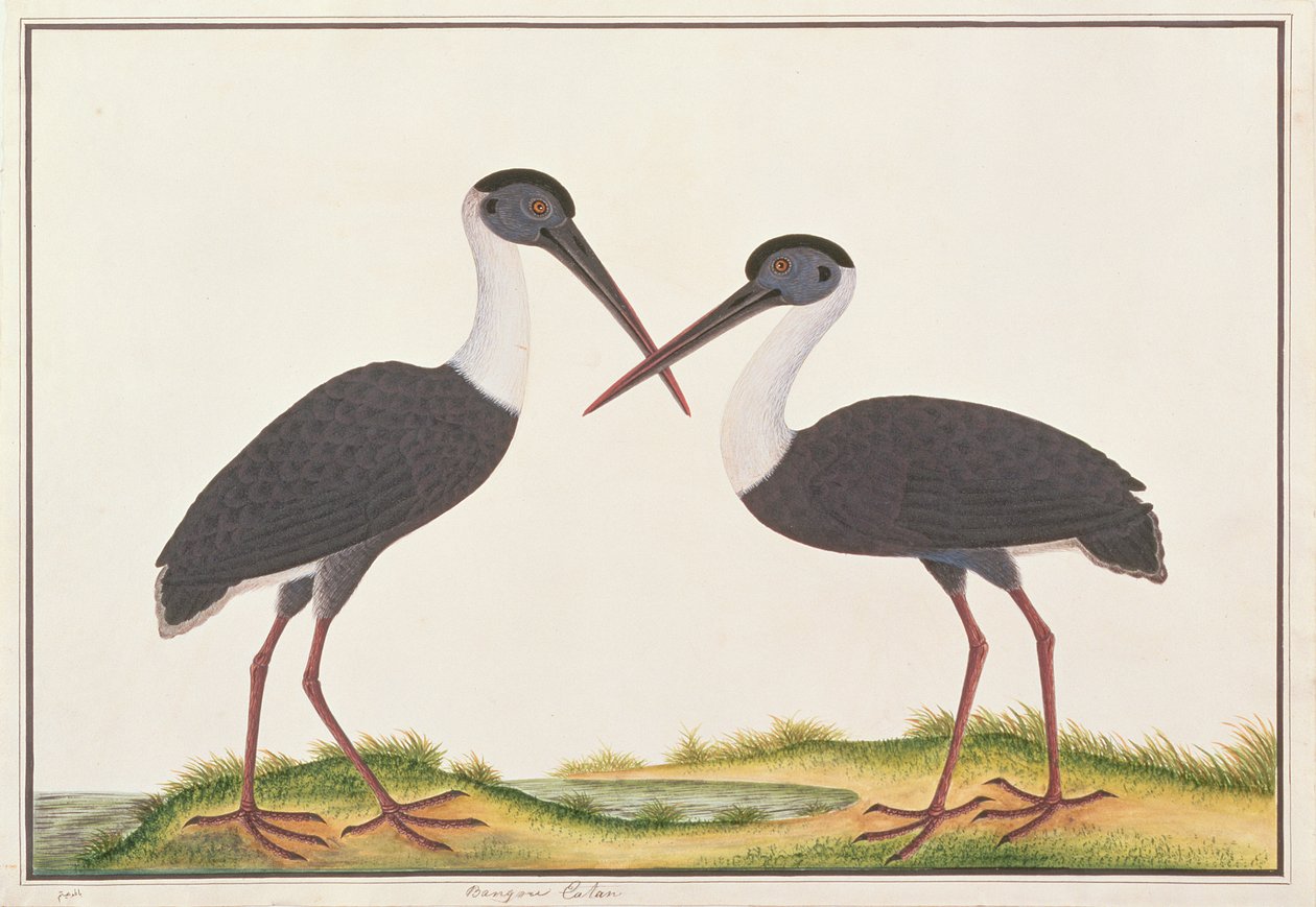 मलक्का से पक्षियों के चित्र, ऊन से गर्दन वाले सारस, c.1805-18 (कागज पर wc) द्वारा चीनी स्कूल