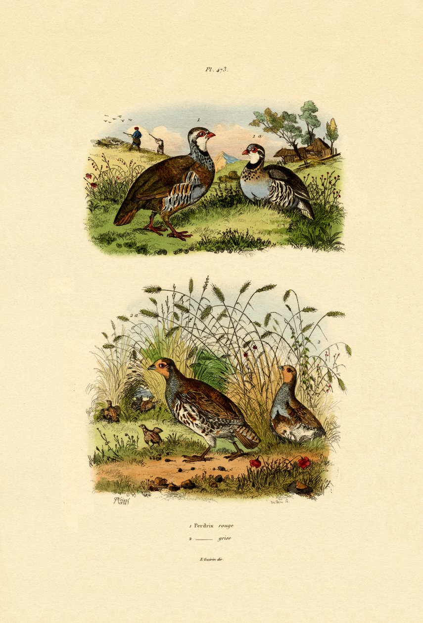 ग्रे पार्ट्रिज, 1833-39 द्वारा फ्रेंच स्कूल
