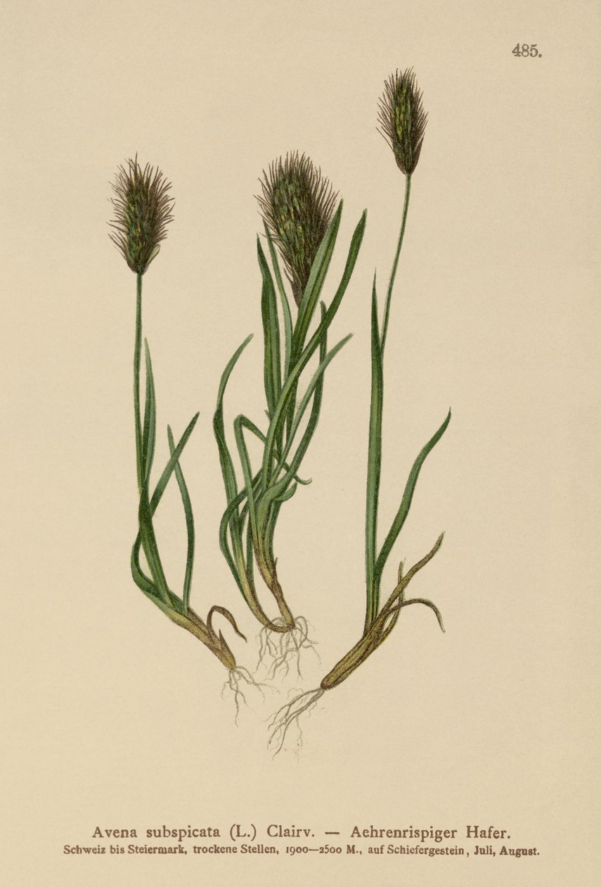 ओट-ग्रास (Avena subspicata) द्वारा जर्मन स्कूल