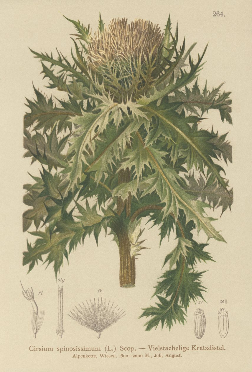 Spiniest थीस्ल (Cirsium spinosissimum) द्वारा जर्मन स्कूल
