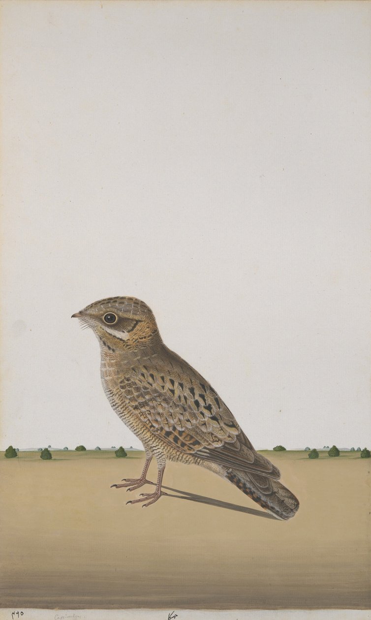 एक आम भारतीय रात्रिभोज, c.1780 (कागज पर अपारदर्शी wc) द्वारा इंडियन स्कूल
