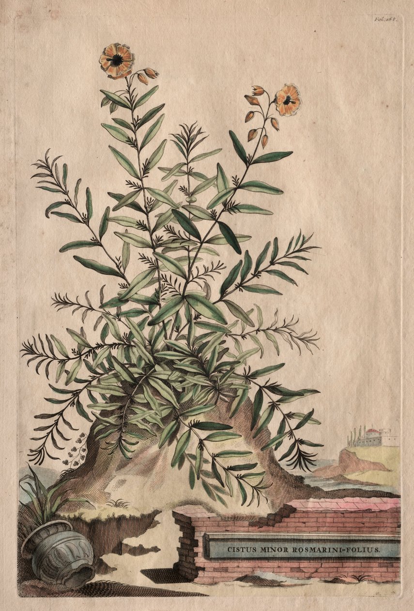 Phytographia उत्सुक: Cistus माइनर Rosmarini-फोलियो। द्वारा अब्राहम मुनटिंग