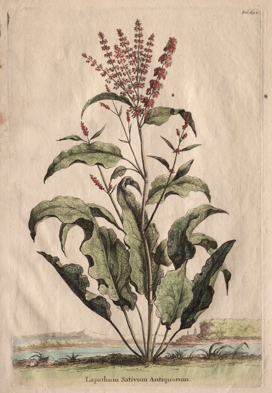 Phytographia उत्सुक, Lapathum Officin Antiquorum। द्वारा अब्राहम मुनटिंग