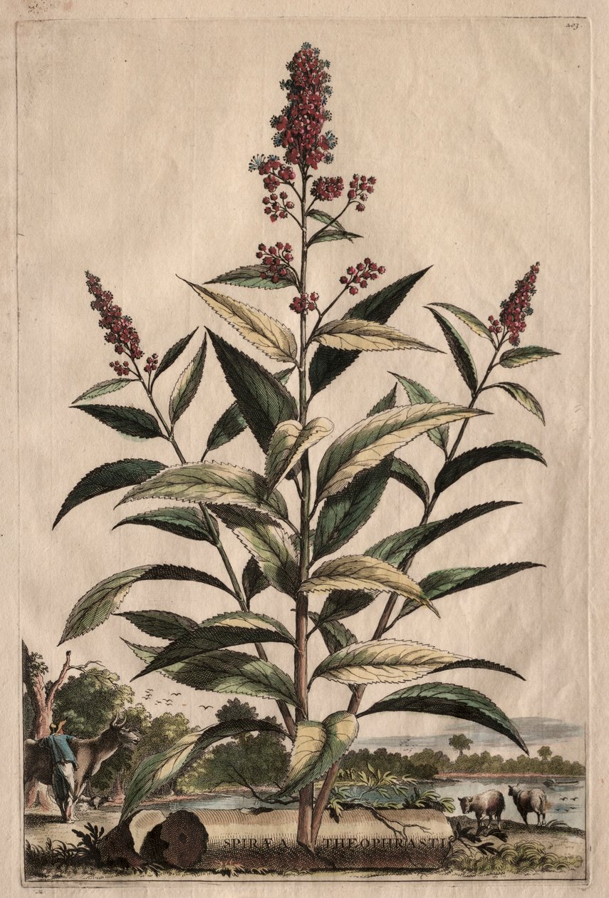 Phytographia उत्सुक: Spiraea संस्मरण। द्वारा अब्राहम मुनटिंग