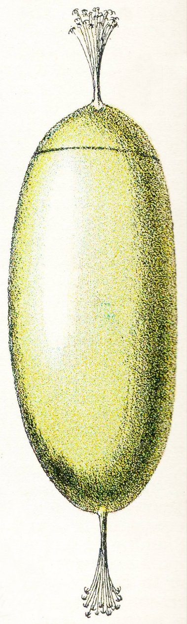 एग ऑफ ए लैंप्रे, 1923 द्वारा एडोल्फ फिलिप मिलोट