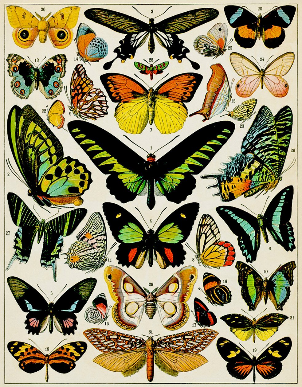 तितलियों और पतंगे का चित्रण c.1923 द्वारा एडोल्फ फिलिप मिलोट