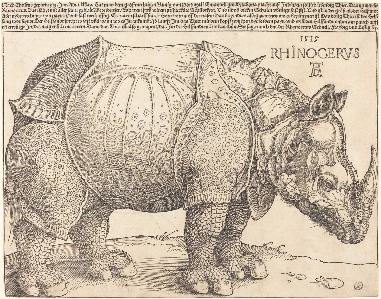 गैंडा, 1515। द्वारा अल्ब्रेक्ट ड्यूरर