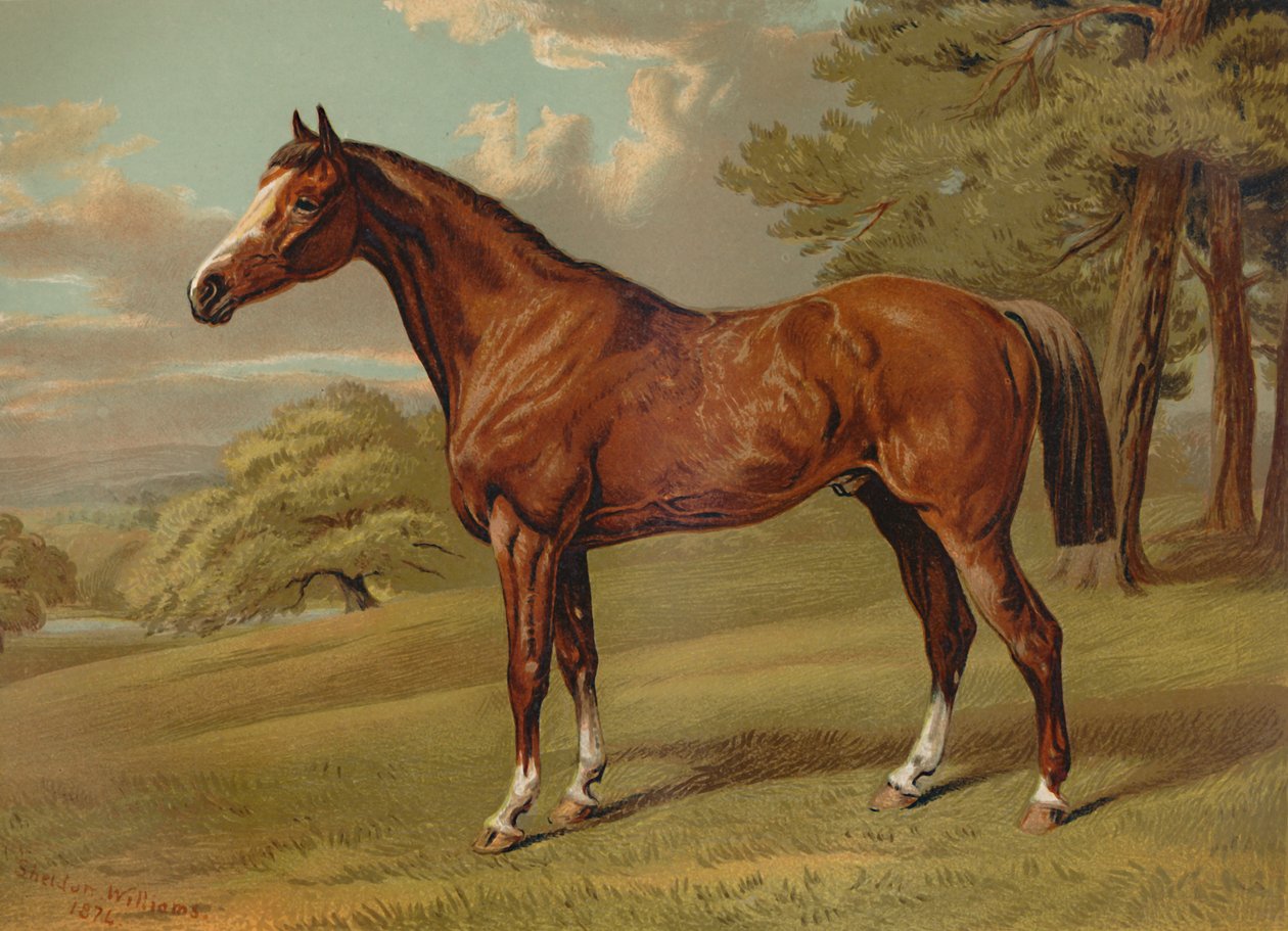 स्टिल्टन ए हंटर, c1879। द्वारा एल्डफ्रेड शेल्डन विलियम्स