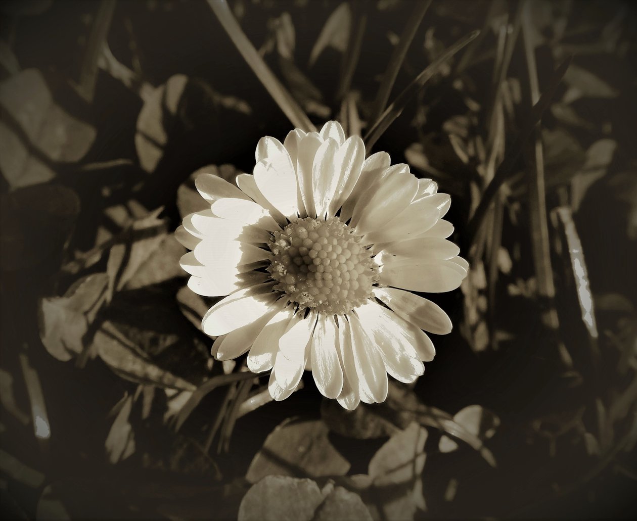 शीर्षकहीन, 2019, (फोटोग्राफी) द्वारा एलेक्स कैमिंकर