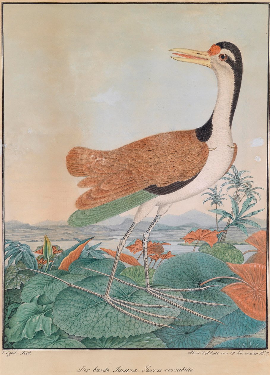 रंगीन जकाना। पारा चर। (रंगीन स्पर पंख), पृष्ठभूमि के पहाड़ों और समुद्र के किनारे पर, लिली के पत्तों पर चलना द्वारा एलॉयस ज़ोटल