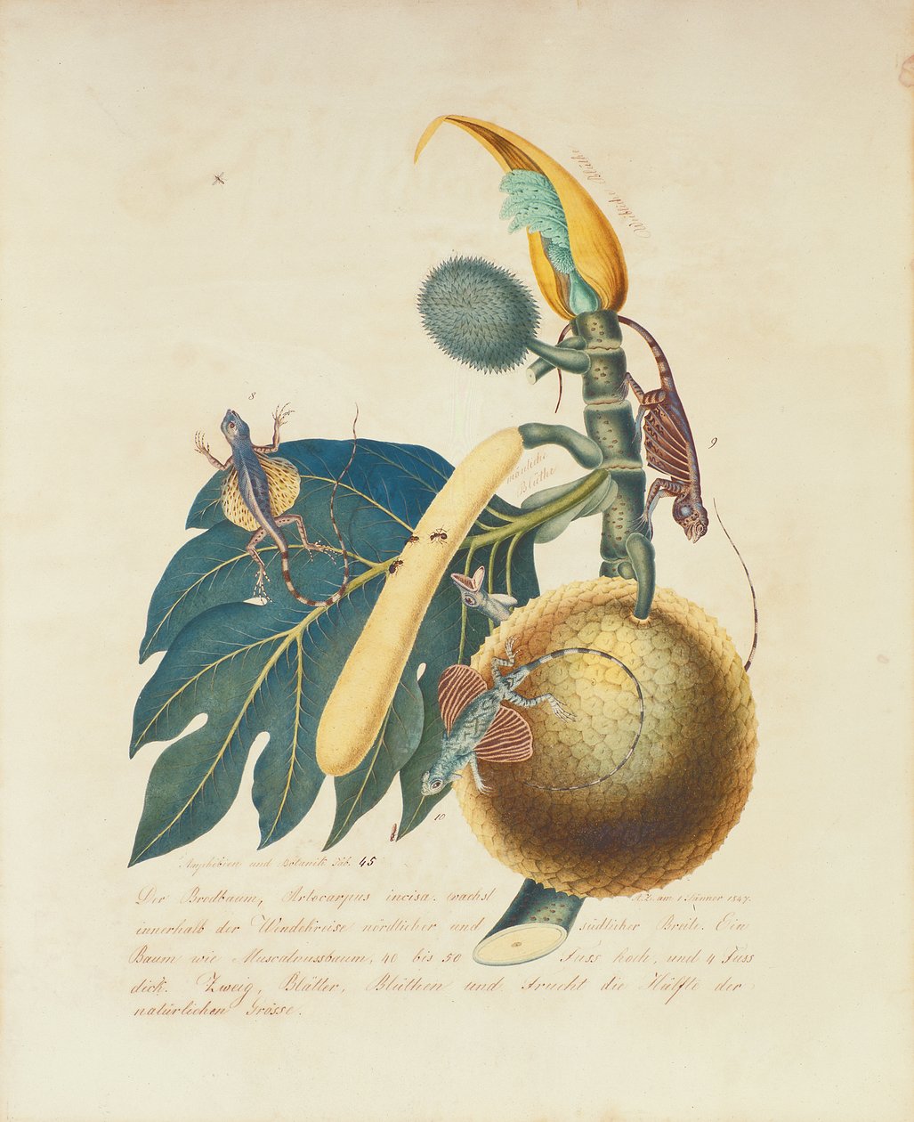 डेर ब्रॉडबम ..., 1847 (कागज पर wc) द्वारा एलॉयस ज़ोटल