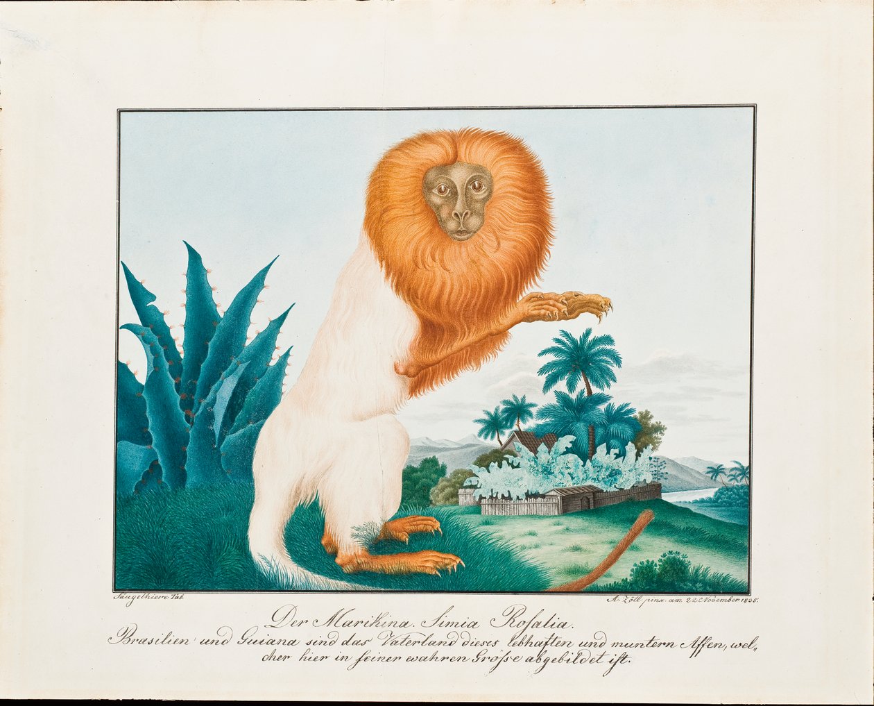 द व्हाइट साकी, 1835 द्वारा एलॉयस ज़ोटल