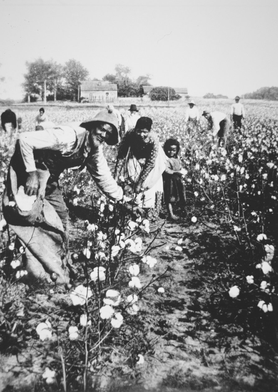 ब्लैक कॉटन पिकर, c.1900 (b/w फोटो) द्वारा अमेरिकी फोटोग्राफर