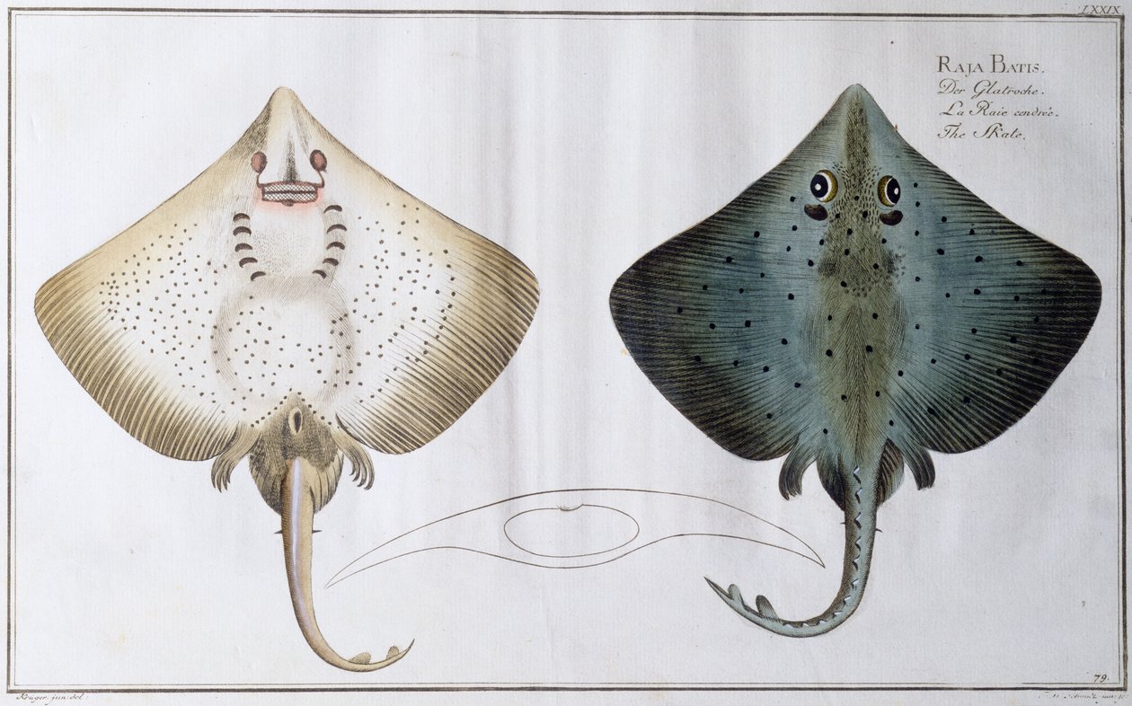 स्केट: पब। काले द्वारा, c.1790 (प्रिंट) द्वारा एंड्रयू लुडविग क्रूगर