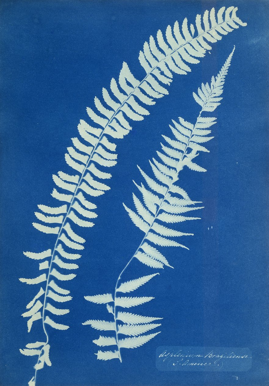 एस्पलेनियम ब्रेज़ीलिएन्स, दक्षिण अमेरिका, c.1850 द्वारा अन्ना एटकिंस