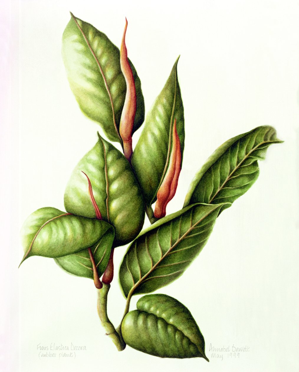 रबर प्लांट, 1999 (wc पेपर पर) द्वारा एनाबेल बैरेट