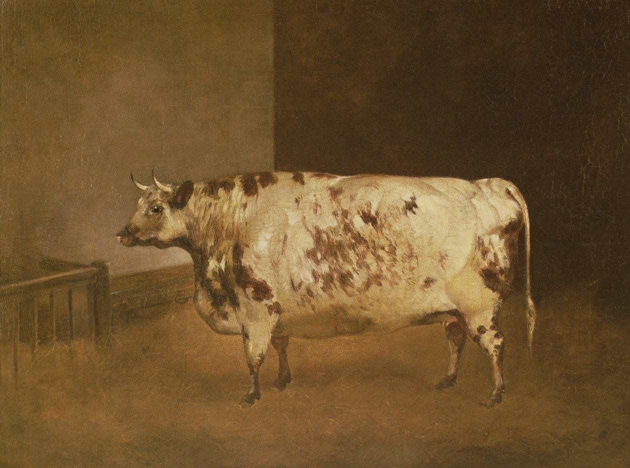 शोरथॉर्न गाय, c.1850 द्वारा अज्ञात अज्ञात