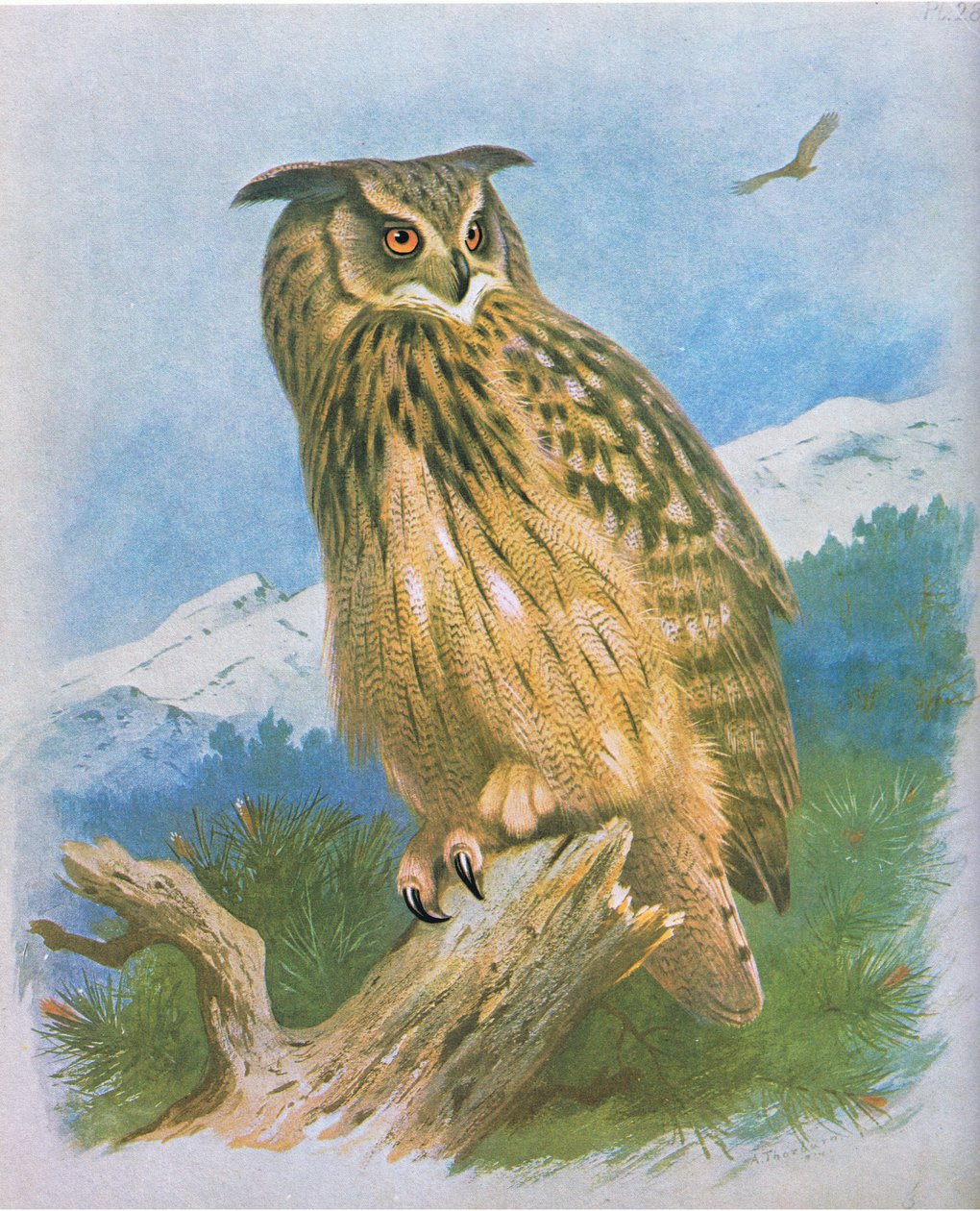 ईगल उल्लू, पब। बुक क्लब एसोसिएट्स, 1972 द्वारा द्वारा आर्चीबाल्ड थोरबर्न