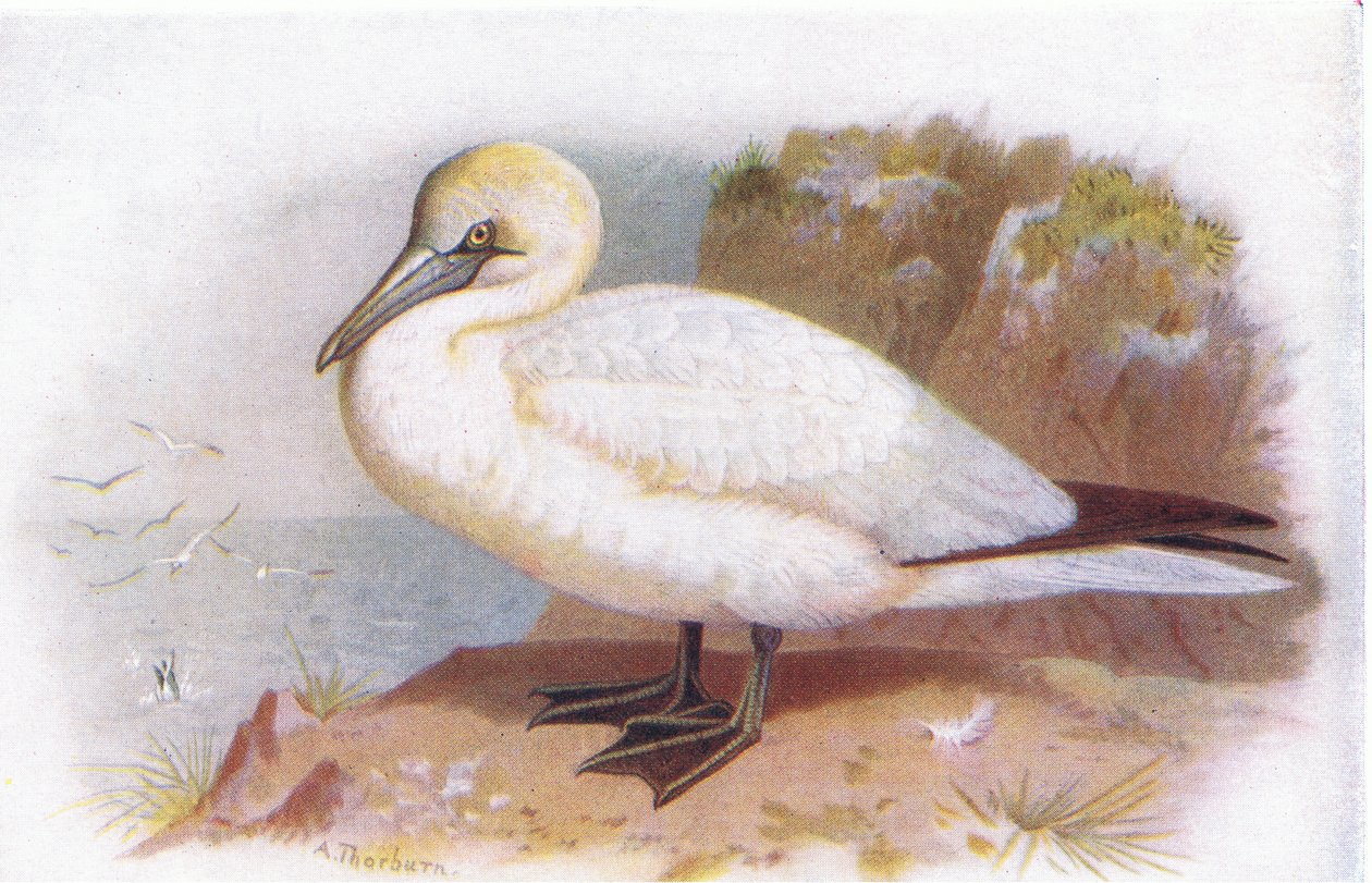 Gannet द्वारा आर्चीबाल्ड थोरबर्न