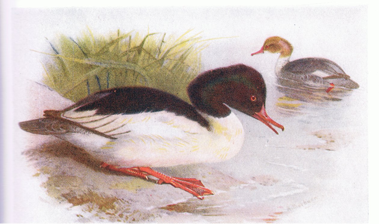 Goosander द्वारा आर्चीबाल्ड थोरबर्न