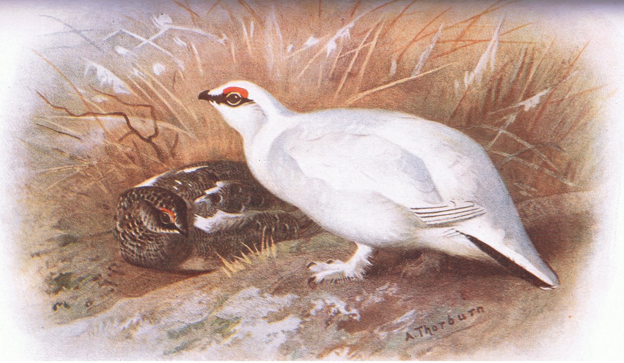 Ptarmigan, Longman द्वारा प्रकाशित ब्रिटिश पक्षियों से, 1932 द्वारा आर्चीबाल्ड थोरबर्न