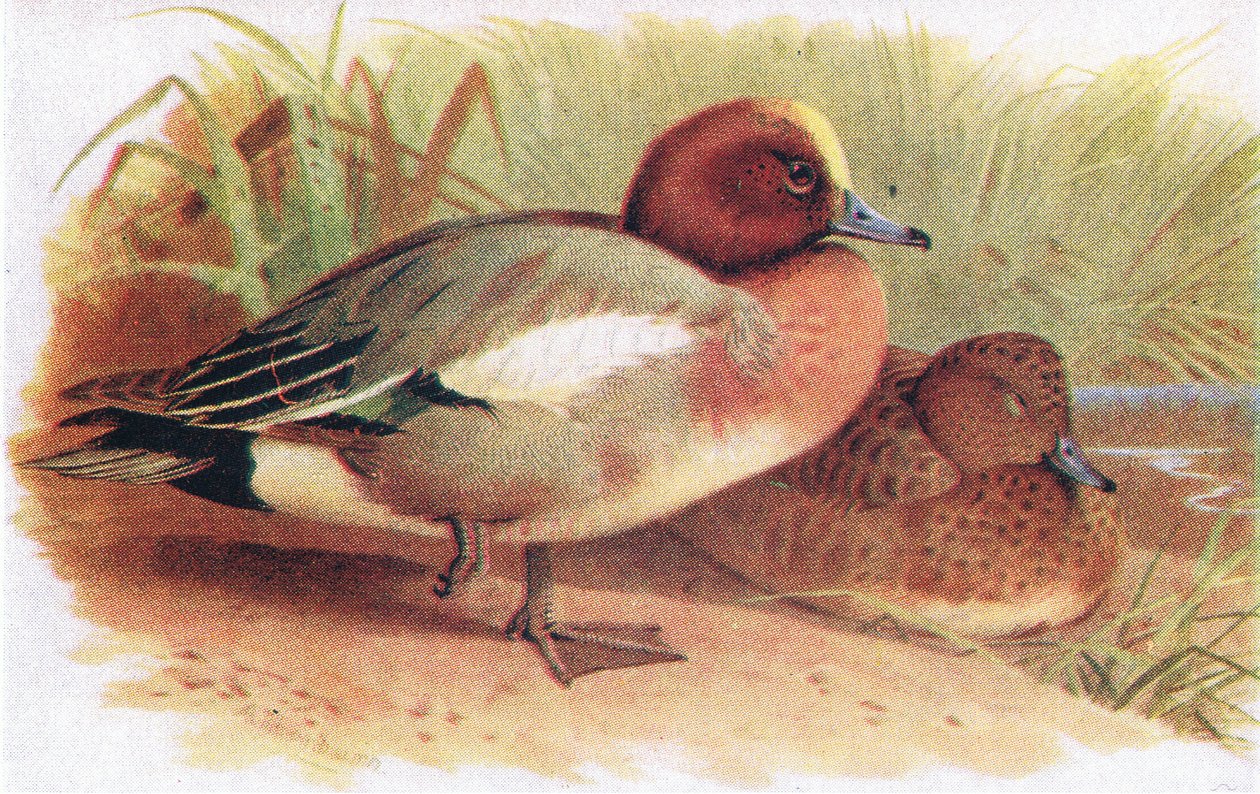wigeon द्वारा आर्चीबाल्ड थोरबर्न